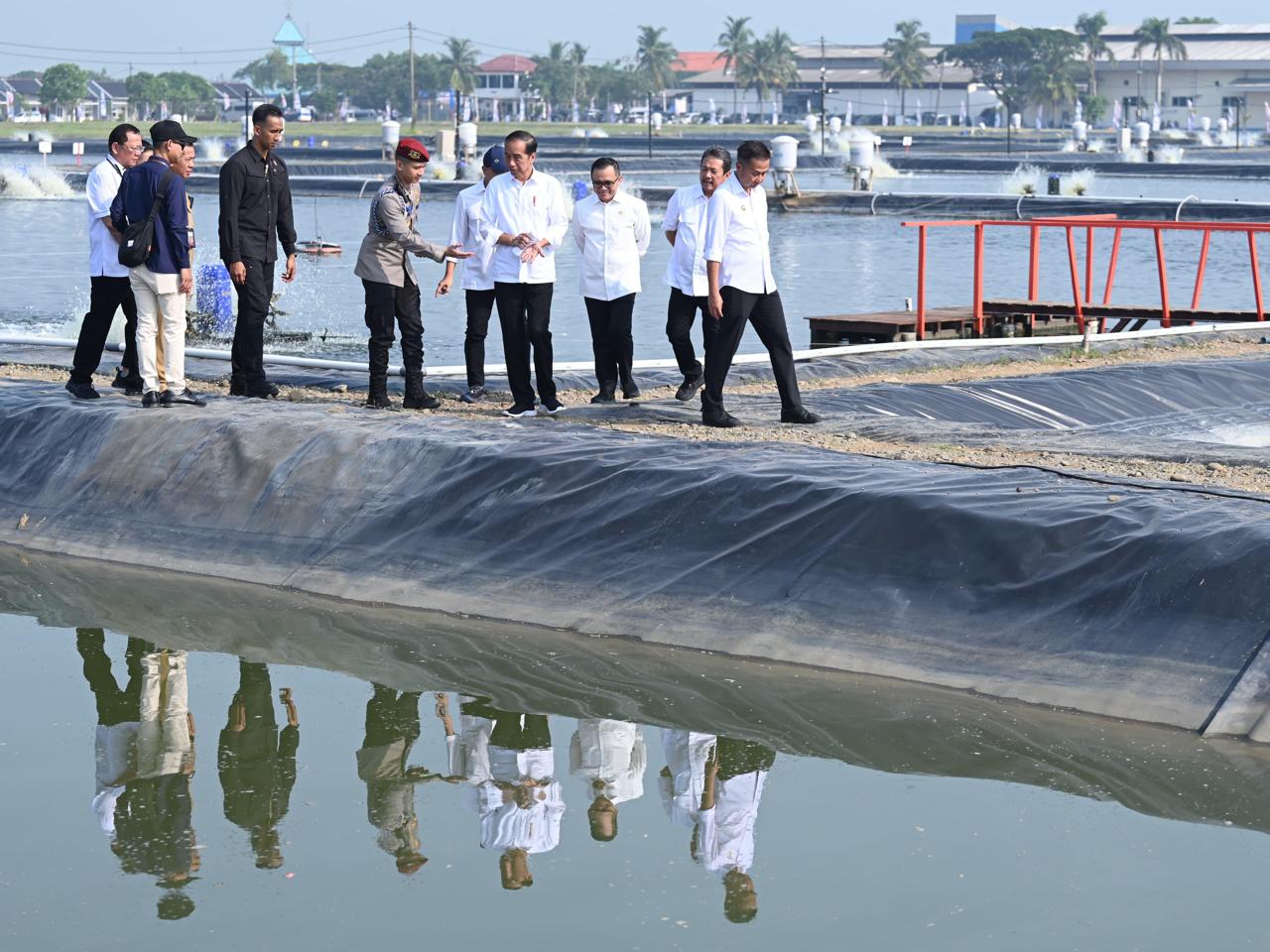 Jokowi Resmikan Tambak Ikan Nila di Karawang, Bidik Potensi Dunia Rp 230 T
