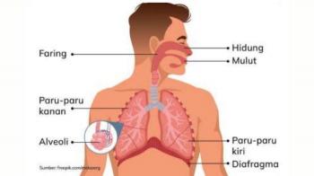 Optimalisasi Persiapan Ujian dengan Tryout Online IPA Organ Tubuh